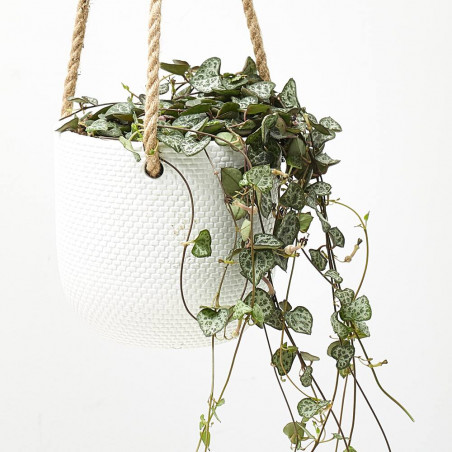 CEROPEGIA LINEARIS MACETA 15CM COLGADOR 