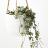 CEROPEGIA LINEARIS MACETA 15CM COLGADOR 