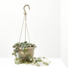 CEROPEGIA LINEARIS MACETA 15CM COLGADOR 