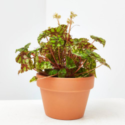 BEGONIA TIGER MACETA 13CM