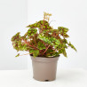 BEGONIA TIGER MACETA 13CM