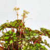 BEGONIA TIGER MACETA 13CM