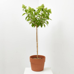 HORTENSIA PANICULATA 5L COPA