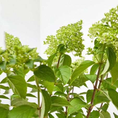 HORTENSIA PANICULATA 5L COPA