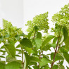 HORTENSIA PANICULATA 5L COPA