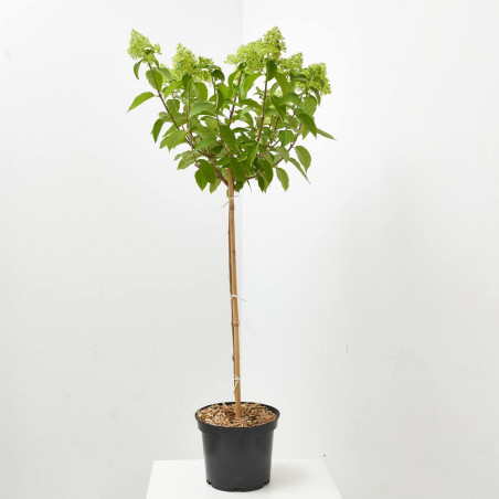 HORTENSIA PANICULATA 5L COPA