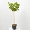 HORTENSIA PANICULATA 5L COPA