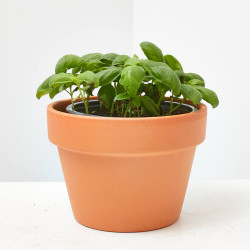 ALBAHACA MACETA 13CM