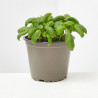 ALBAHACA MACETA 13CM