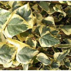 HIEDRA - SURTIDO VARIADO