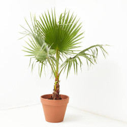 PALMERA WASHINGTONIA