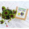 KIT CULTIVO CAJA TREBOL 4 HOJAS
