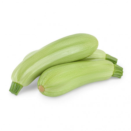 CALABACÍN BLANCO EN MACETA