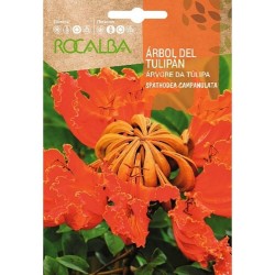 SEMILLAS ÃRBOL DEL TULIPÃN