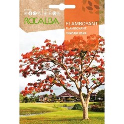 SEMILLAS FLAMBOYANT