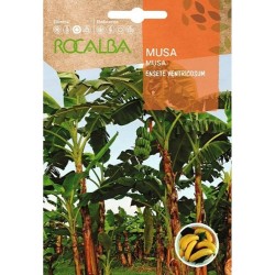 SEMILLAS MUSA
