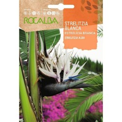 SEMILLAS STRELITZIA BLANCA