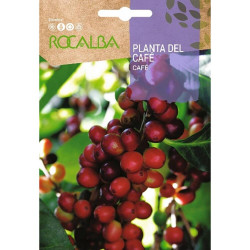 SEMILLAS PLANTA DEL CAFÃ‰