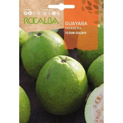 SEMILLAS GUAYABA