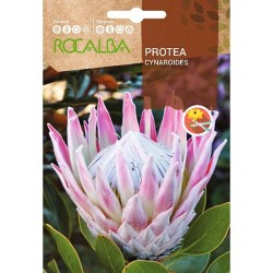 SEMILLAS PROTEA CYNAROIDES