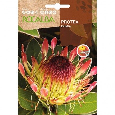 SEMILLAS PROTEA EXIMIA