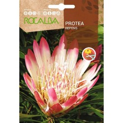 SEMILLAS PROTEA REPENS