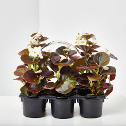 BEGONIA DE JARDÍN BANDEJA 6Uds