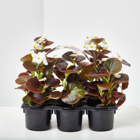 BEGONIA DE JARDÍN BANDEJA 6Uds