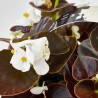 BEGONIA DE JARDÍN BANDEJA 6Uds