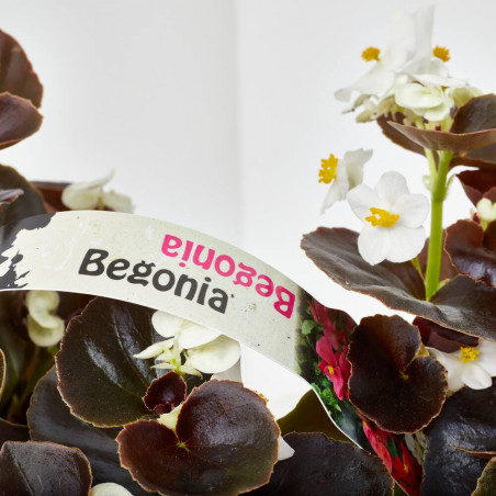 BEGONIA DE JARDÍN BANDEJA 6Uds