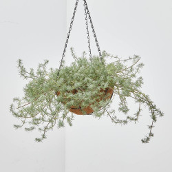 LOTUS COLGANTE MACETA 17CM