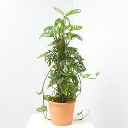 MONSTERA ADASONI TUTOR MACETA 20CM
