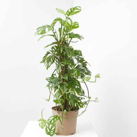 MONSTERA ADASONI TUTOR MACETA 20CM