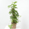 MONSTERA ADASONI TUTOR MACETA 20CM