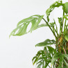 MONSTERA ADASONI TUTOR MACETA 20CM