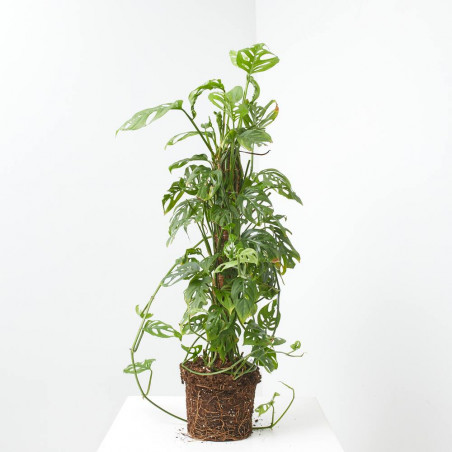 MONSTERA ADASONI TUTOR MACETA 20CM