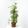 MONSTERA ADASONI TUTOR MACETA 20CM