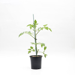 TOMATE NEGRO MACETA 11CM