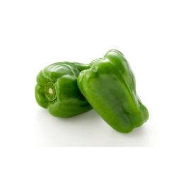 PIMIENTO LAMUYO EN MACETA