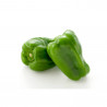 PIMIENTO LAMUYO EN MACETA