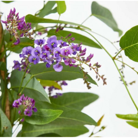 HARDENBERGIA