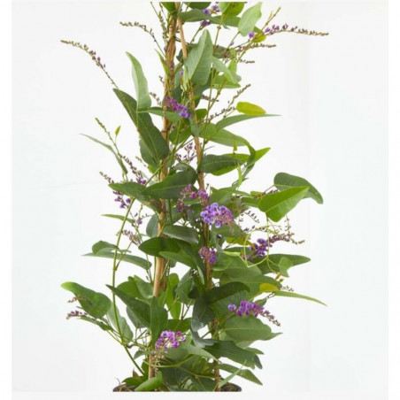 HARDENBERGIA