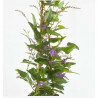 HARDENBERGIA
