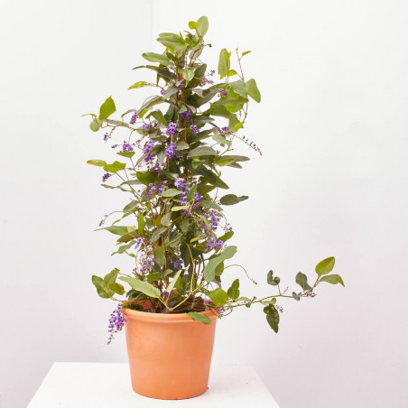 HARDENBERGIA