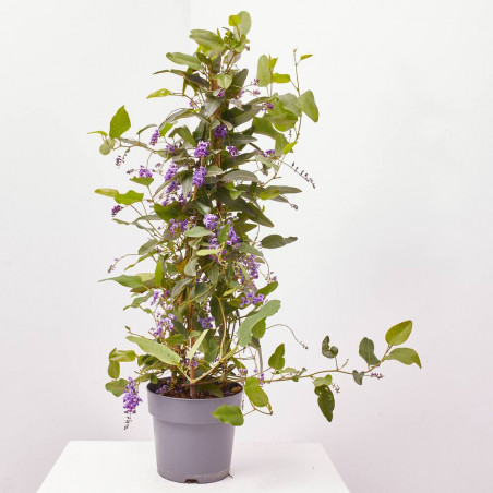 HARDENBERGIA