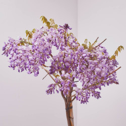 WISTERIA BRACHYBOTRYS GOLDEN DRAGON MEDIO TALLO