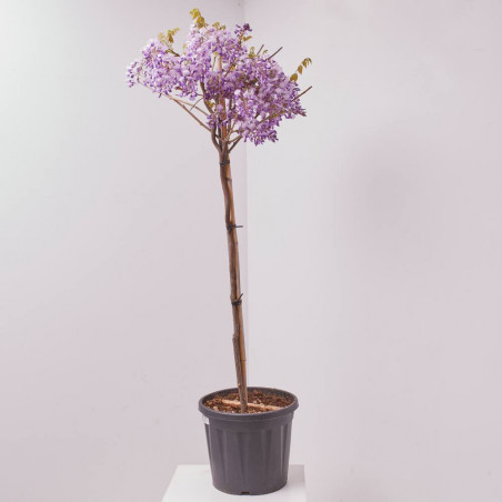 WISTERIA BRACHYBOTRYS GOLDEN DRAGON MEDIO TALLO