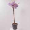 WISTERIA BRACHYBOTRYS GOLDEN DRAGON MEDIO TALLO