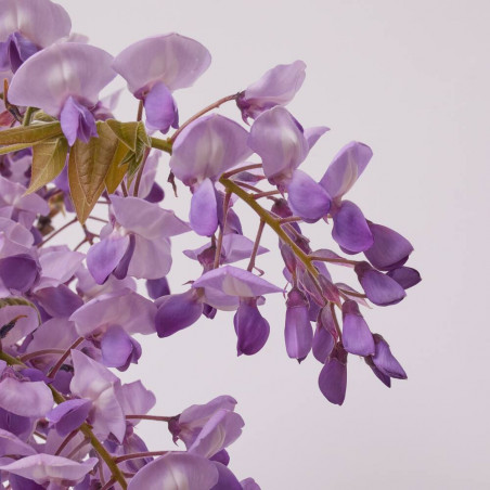 WISTERIA BRACHYBOTRYS GOLDEN DRAGON MEDIO TALLO
