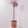 WISTERIA BRACHYBOTRYS GOLDEN DRAGON MEDIO TALLO
